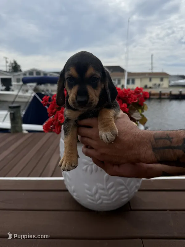 Rome – Beagle puppy for sale in Forked River, NJ
