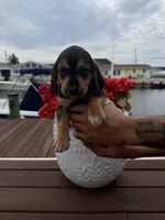 Rome, a female Beagle for sale in Forked River, NJ – 1 of 1