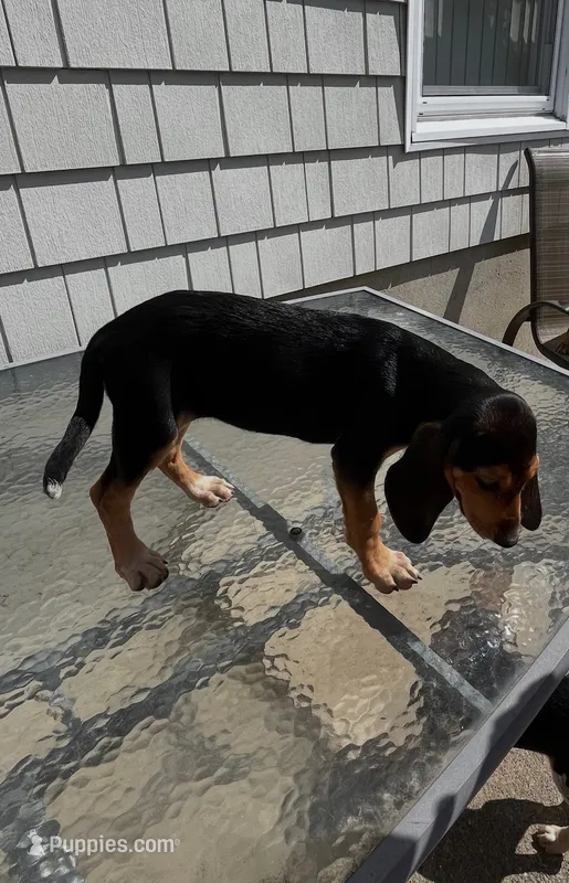 Rome – Beagle puppy for sale in Forked River, NJ