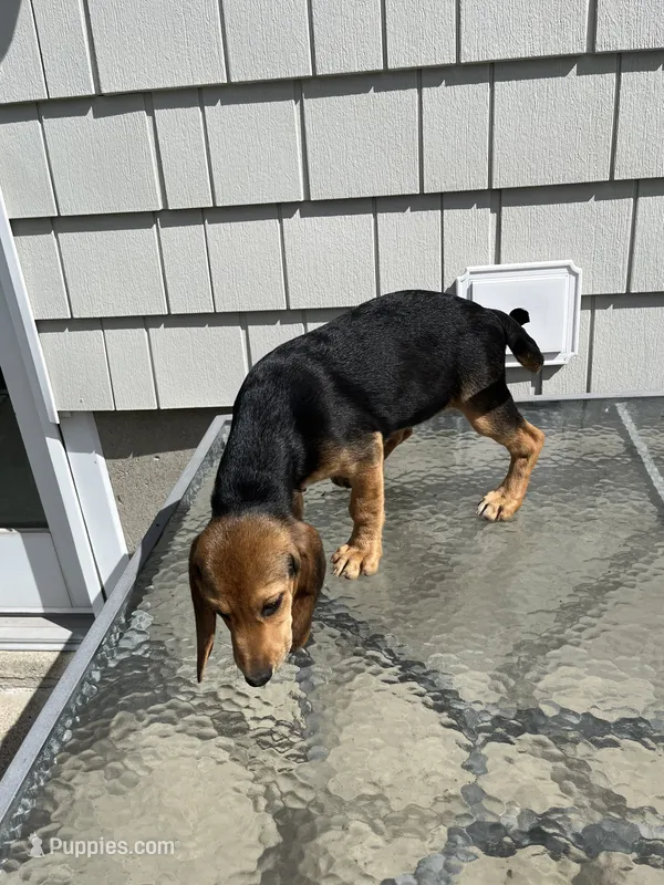 Julie – Beagle puppy for sale in Forked River, NJ