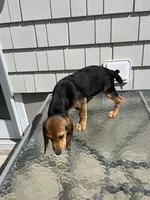 Julie, a female Beagle for sale in Forked River, NJ – 1 of 1