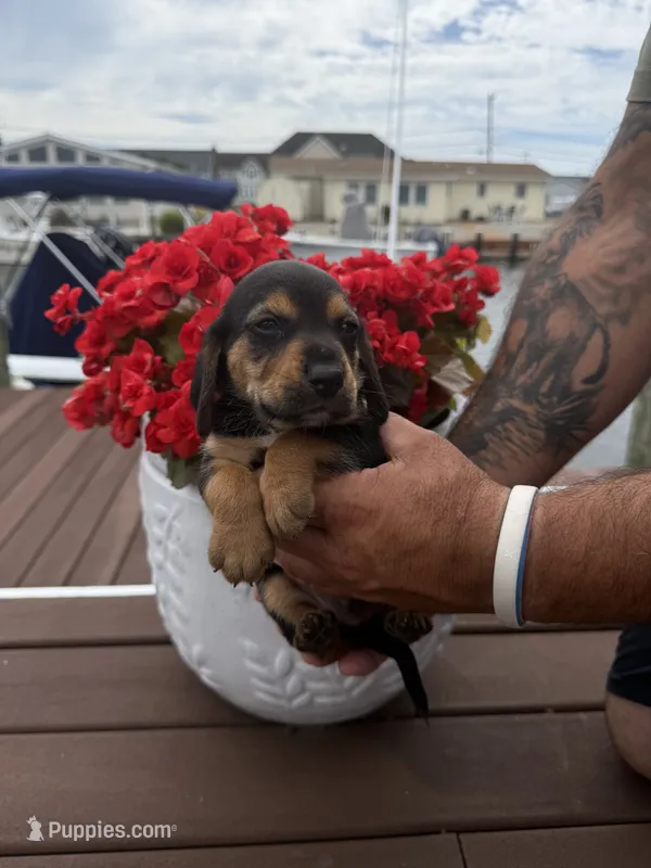 Atlas – Beagle puppy for sale in Forked River, NJ
