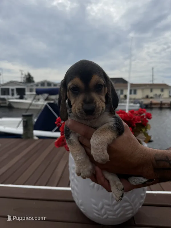 Bud – Beagle puppy for sale in Forked River, NJ