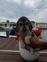 Bud, a male Beagle for sale in Forked River, NJ – 1 of 1