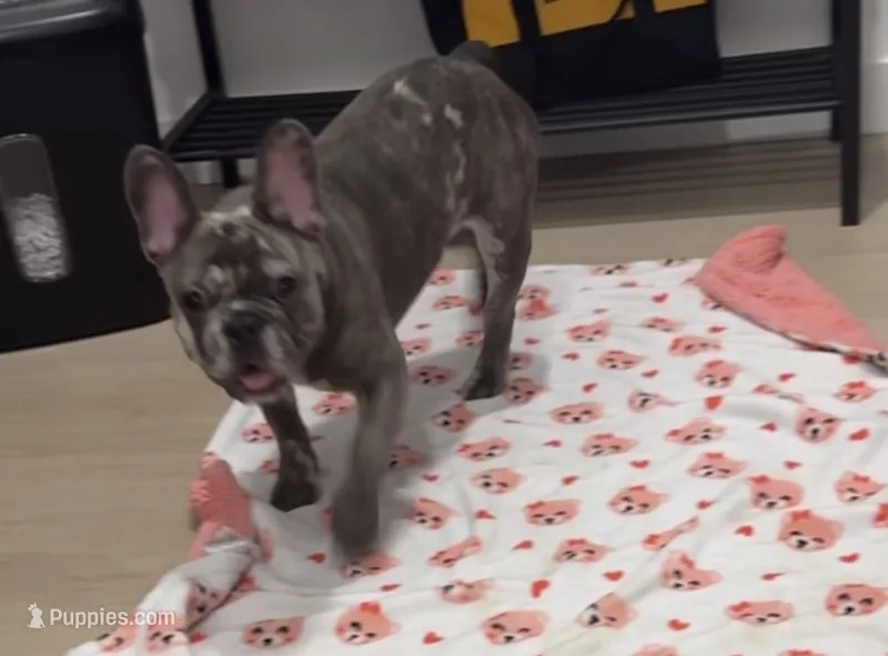 Willow – French Bulldog puppy for sale in New York City, NY
