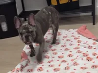 Willow, a female French Bulldog for sale in New York City, NY – 1 of 2