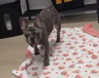 Willow, a female French Bulldog for sale in New York City, NY – 2 of 2