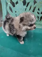 Teddy, a male Pomeranian for sale in Crouse, NC – 5 of 10
