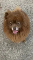 Teddy, a male Pomeranian for sale in Crouse, NC – 6 of 6
