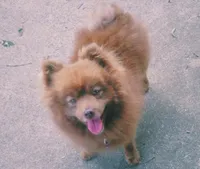 Teddy, a male Pomeranian for sale in Crouse, NC – 4 of 4