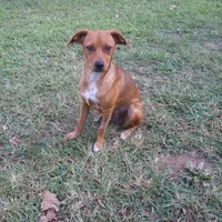 Nala, a female Labrador Retriever and Treeing Feist for sale in Crouse, NC – 1 of 2