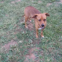 Nala, a female Labrador Retriever and Treeing Feist for sale in Crouse, NC – 2 of 2