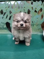 Teddy, a male Pomeranian for sale in Crouse, NC – 1 of 10