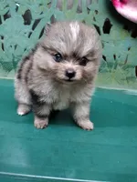 Teddy, a male Pomeranian for sale in Crouse, NC – 7 of 10