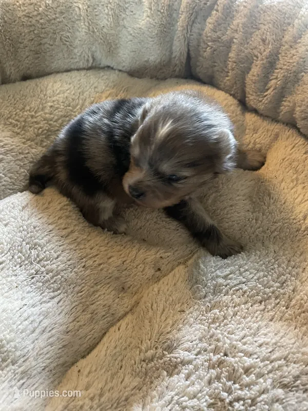 Teddy – Pomeranian puppy for sale in Crouse, NC
