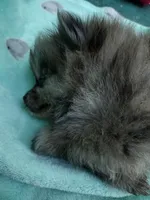 Teddy, a male Pomeranian for sale in Crouse, NC – 2 of 6