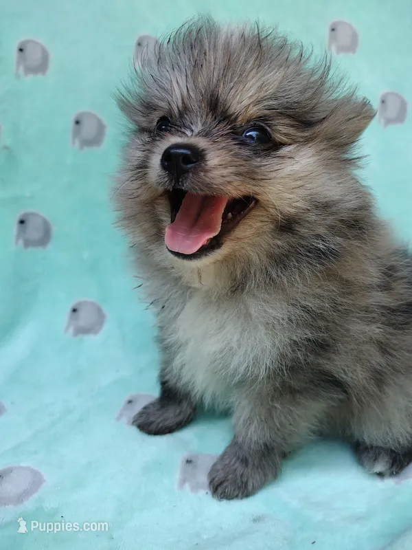 Teddy – Pomeranian puppy for sale in Crouse, NC