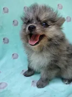 Teddy, a male Pomeranian for sale in Crouse, NC – 1 of 6
