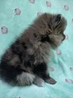 Teddy, a male Pomeranian for sale in Crouse, NC – 3 of 6