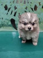 Teddy, a male Pomeranian for sale in Crouse, NC – 2 of 10