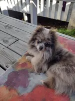 Teddy, a male Pomeranian for sale in Crouse, NC – 3 of 4