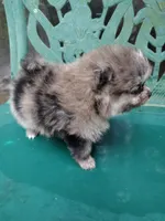 Teddy, a male Pomeranian for sale in Crouse, NC – 6 of 10