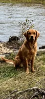 Red , a male Golden Retriever for sale in Fairbanks, AK – 5 of 6