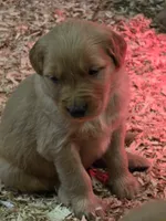 Red , a male Golden Retriever for sale in Fairbanks, AK – 2 of 6