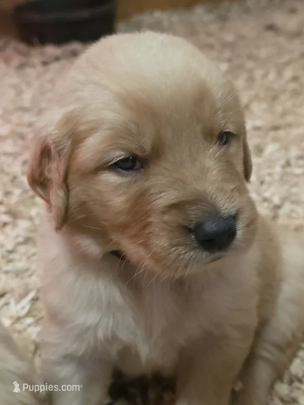 Red  – Golden Retriever puppy for sale in Fairbanks, AK