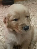 Red , a male Golden Retriever for sale in Fairbanks, AK – 1 of 6