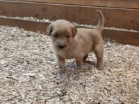 Red , a male Golden Retriever for sale in Fairbanks, AK – 3 of 6