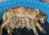 Red , a male Golden Retriever for sale in Fairbanks, AK – 4 of 6
