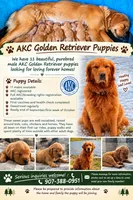 Red , a male Golden Retriever for sale in Fairbanks, AK – 6 of 6