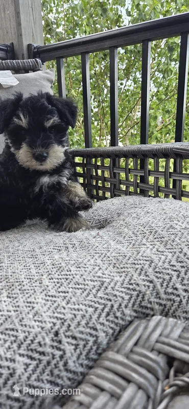 Fred – Miniature Schnauzer puppy for sale in Bridgewater, VA