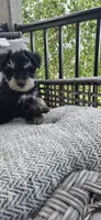Fred, a male Miniature Schnauzer for sale in Bridgewater, VA – 2 of 2