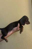 Oscar, a male Miniature Dachshund for sale in Tempe, AZ – Photo 2 of 2