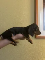 Oscar, a male Miniature Dachshund for sale in Tempe, AZ – Photo 1 of 2