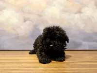 Hershey, a male Poodle - Toy  for sale in Tempe, AZ – Photo 2 of 2