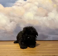 Hershey, a male Poodle - Toy  for sale in Tempe, AZ – Photo 1 of 2