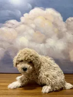 Teddy, a male Poodle - Toy  for sale in Tempe, AZ – Photo 2 of 3