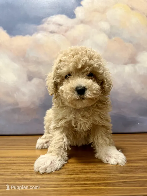 Teddy, a male Poodle - Toy  for sale in Tempe, AZ – Photo 1 of 3