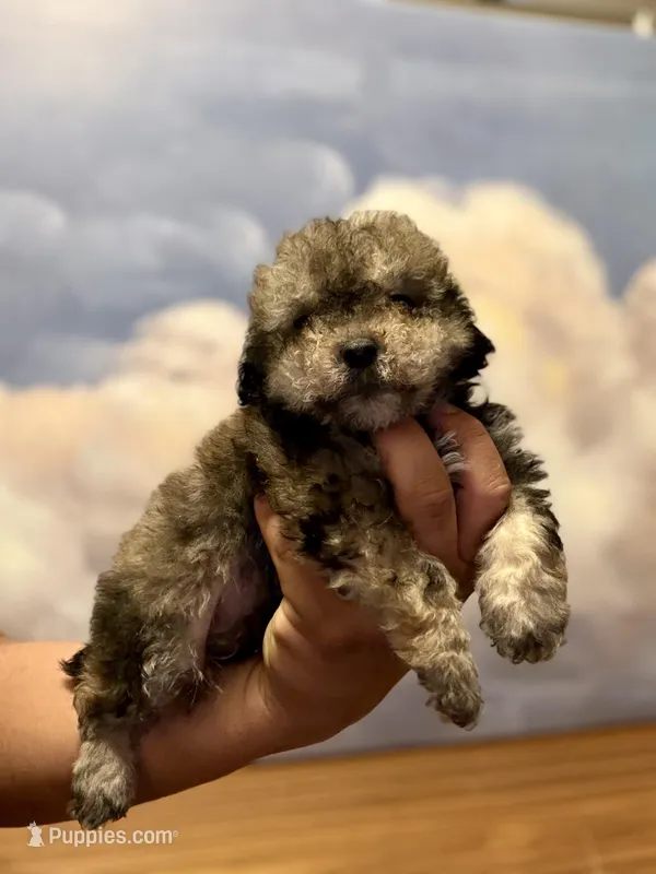 Cinamon, a male Poodle - Toy  for sale in Tempe, AZ – Photo 1 of 2