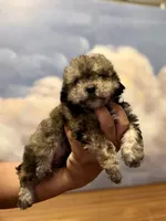 Cinamon, a male Poodle - Toy  for sale in Tempe, AZ – Photo 1 of 2