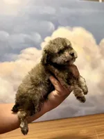 Cinamon, a male Poodle - Toy  for sale in Tempe, AZ – Photo 2 of 2