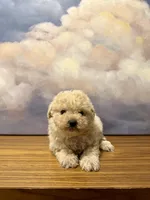 Dante, a male Poodle - Toy  for sale in Tempe, AZ – Photo 1 of 2