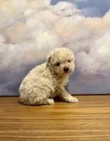 Dante, a male Poodle - Toy  for sale in Tempe, AZ – Photo 2 of 2