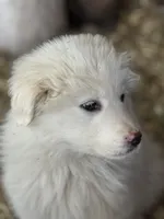 Lilly, a female Great Pyrenees for sale in Colorado Springs, CO – 3 of 3