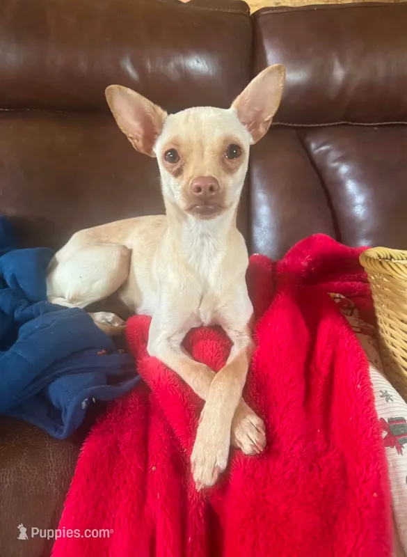 Maple  – Chihuahua puppy for sale in Colorado Springs, CO