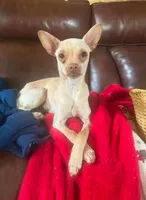 Maple , a female Chihuahua for sale in Colorado Springs, CO – 1 of 1