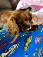 Full AKC Ember , a female Cavalier King Charles Spaniel for sale in Colorado Springs, CO – Photo 3 of 4